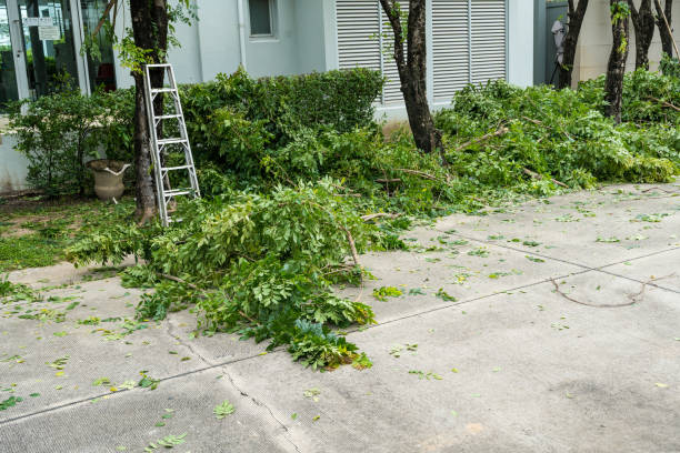 Parkland, FL  Tree Services Company