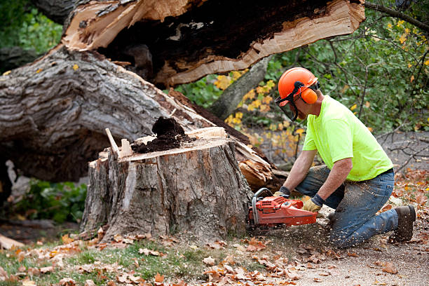 Best Seasonal Cleanup (Spring/Fall)  in Parkland, FL